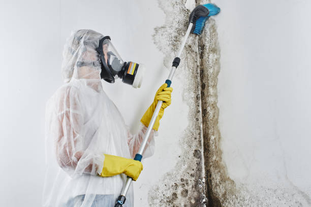 Best Residential Mold Remediation in Eagle, ID